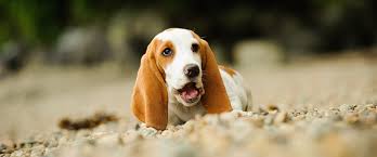 Image result for basset hound