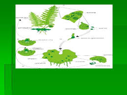 Scriu titlul pe tabla, iar elevii in caiete. Regnul Plantae Sunt Organisme Autotrofe Fotosintetizatoare Sunt Adaptate