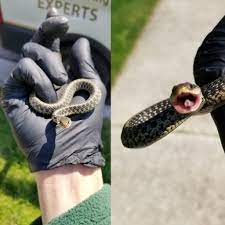 Brody brothers provide professional, safe and effective pest control to your home and family. We Never Know What We Might Find On The Job We Were Hunting For Ant Nests In Windsor Mill And Found This Guy Windsor Mill Animals Snake