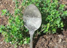 Thyme will survive the winter outdoors, down to zone 4. Growing And Harvesting The Thyme Plant Countryside