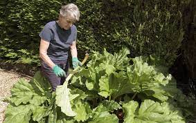 Ideal wäre es, könnte man die übeltäter, die den garten verwüsten, auf den ersten blick identifizieren. Rhabarber Teilen So Geht S