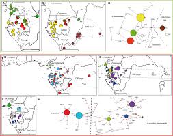 Image result for Marantochloa congensis