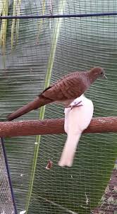 Burung perkutut putih mata merah. Jual Perkutut Putih Kapas Home Facebook
