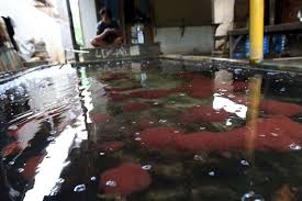 Cacing sutra merupakan pakan alami terbaik saat ini untuk pertumbuhan larva lele dan posisinya belum bisa tergantikan. Budidaya Cacing Sutra Tanpa Lumpur Ini Caranya Okezone Economy