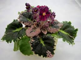 Фергюсон станет очевидцем финала ле с участием «манчестер юнайтед». Le Ekzotik Kollekciya Oksany Kucheryavyh