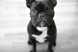 Black And White French Bulldog Puppy Black French Bulldog Wallpaper Was Added On Animals Category Wallpaper At May 1 2014 Download Black French Bull Razas De Perros Adiestramiento Canino Bulldog