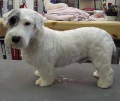 Long, broad, and powerful without coarseness. 20 Puppy Love Sealyham Terrier Ideas Sealyham Terrier Terrier Puppy Love
