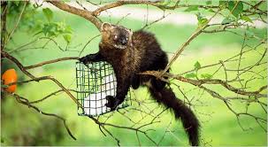 Every farmer/rancher i saw at a gun show who said they had a pest problem said they just shot their own in this recession. Fishers Fierce Predators Make A Home In The Suburbs The New York Times