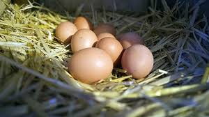 We did not find results for: Sampel Telur Ayam Kampung Terkontaminasi Dioksin Di Dua Desa Jawa Timur Akibat Sampah Plastik Dari Negara Negara Barat Bbc News Indonesia