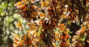 Mariposa Monarca Home Facebook