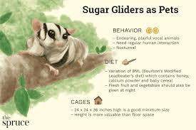 Bonding With Your Sugar Glider – Sugar Glider Shop