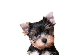 Here at parti yorkie puppy, we take pride in our love for taking care of dogs. Parti Yorkies Heavenly Parti Yorkies United States