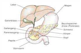 Bauchspeicheldrusenentzundung Pankreatitis Gastroenterologische Praxis