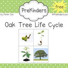 Free Oak Tree Life Cycle Sequencing Cards Tree Life Cycle Sequencing Cards Tree Study