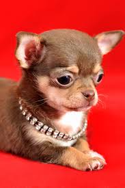 Portrait Of A Brown And Tan Short Haired Chihuahua Puppy On A Red Background Chihuahua Puppies Cute Chihuahua Chihuahua Dogs