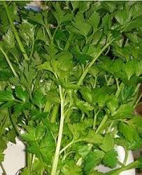 Shop online daun sup 250g chinese celery daun sup ? Facebook