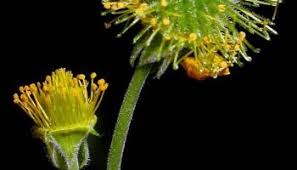 Image result for Eriosema pentaphyllum
