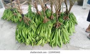 Image result for Crudia