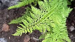 Image result for Athyrium