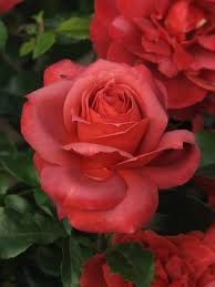 2002 ~ patent # 15,155. Rosa Hot Cocoa Wikipedia