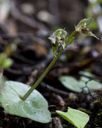 Acianthus Sinclairii Orchids Jewel Orchid Miniature Orchids