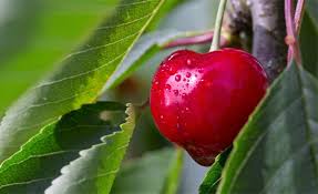 Maybe you would like to learn more about one of these? What Fruit Trees Should I Plant In Loudoun County Epling Landscaping And Lawn Service