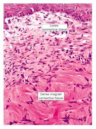 For example, it forms telae, such as the tela submucosa and tela subserosa, which connect mucous and serous membranes to the muscular layer. Connective Tissues 1 Structural Peculiarities And Classification 2 Loose Connective Tissue A Cells B Fibers 3 Dense Connective Tissue 4 Adipose Tissue Ppt Download