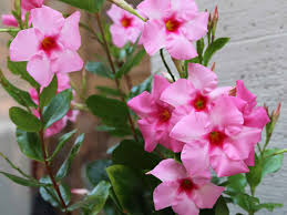 Image result for dipladenie žlutá obrázek