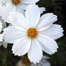 Cosmos Flower In Marathi Best Flower Wallpaper