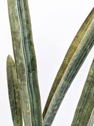 Image result for Sansevieria hallii