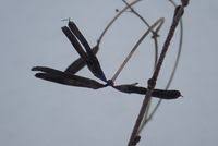 Image result for Lotus namulensis