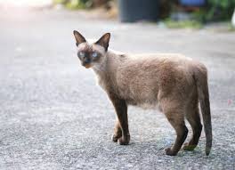 This link is to an external site that may or may not meet accessibility guidelines. Fatty Skin Tumors In Cats Petmd