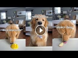 Asmr Dog Reviewing Different Types Of Food Asmr Dog Reviewing Different Types Of Food Asmr Eating Asmr Asmr Mouth Sounds Golden Retriever Retriever Talking Dog