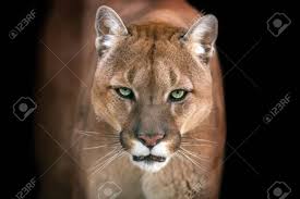 Ga direct naar de collectie. Puma Puma Portrat Auf Schwarzem Hintergrund Lizenzfreie Fotos Bilder Und Stock Fotografie Image 69969051