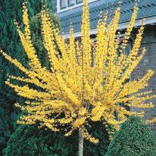 We did not find results for: Forsythia Tree Yellow Spring Flowers Flowering Trees Easy Landscaping Front Yard