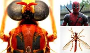 Finish quest#9 and which requires 10,000 psychic power and 10,000 jump force. Deadpool Fly Among New Australian Super Power Species Creating A Buzz Probashir Diganta