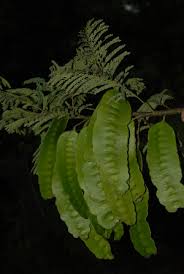 Image result for Entada chrysostachys