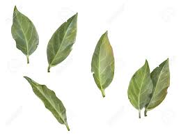 The player earned his laurels from years of hard work. Hojas De Laurel Del Dibujo De Lapiz Aislado En Blanco Fotos Retratos Imagenes Y Fotografia De Archivo Libres De Derecho Image 54507226