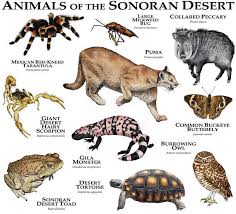 Pin On Animal Collages