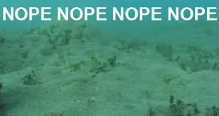 When The Lecturer Asks The Class To Stay For An Optional Group Discussion After Class Nope Gif Nope Octopus Funny Gif