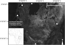 Image result for Tridactyle anthomaniaca