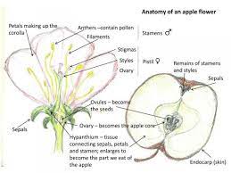 Adaugă Pin Pe Biology