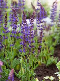 Der name hat lateinische wurzeln, salvare bedeutet übersetzt „heilen. Salvia Nemorosa Ostfriesland Garten Bluten Salbei Ostfriesland Gartenvielfalt