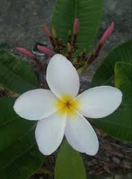 Pin By Kristine Kotula Kintz On Plumeria Plant Leaves Plumeria Plants