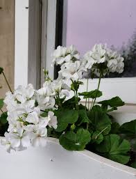 Image result for Pelargonium apetalum