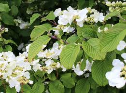 The vines require heavy support to grow, and they will climb up trees, buildings, arbors, trellises, pergolas, fences and other taller structures. Climbing Hydrangeas Hydrangea Petiolaris Plant Addicts