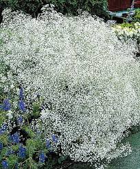 Gypsophile Brouillard Plante Garten Anpflanzen Garten Mond Garten