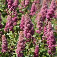 Image result for Spiraea douglasii