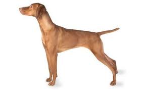 How long are vizslas pregnant? Vizsla Dog Breed Information Pictures Characteristics Facts Dogtime