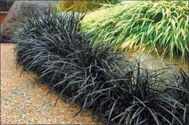 Pin On Gardens